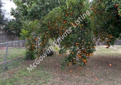 image of tangelo tree